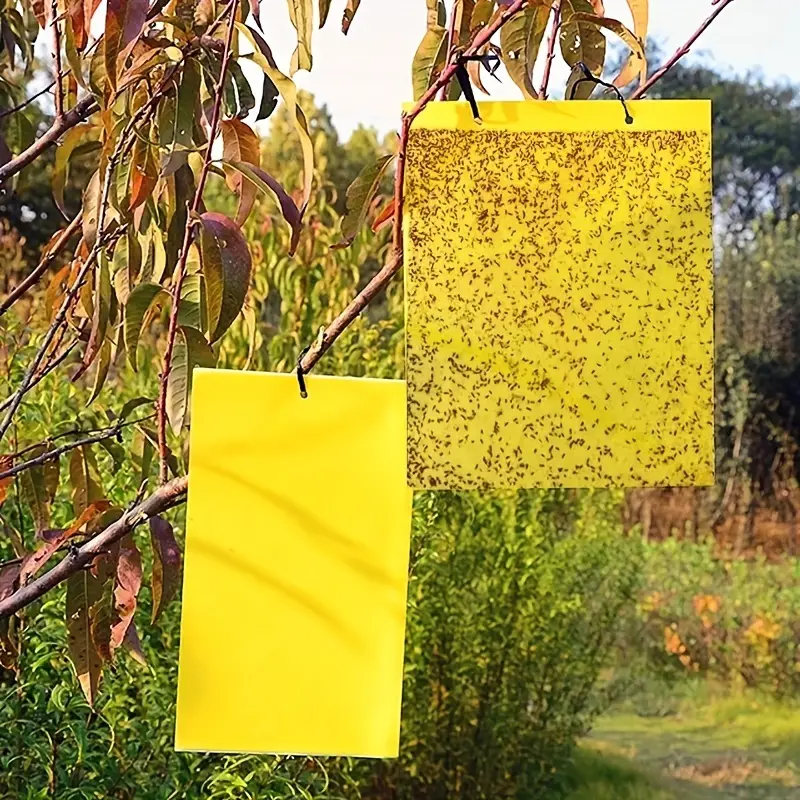InsectCatcher™ - Σετ 60 κολλητικών παγίδων για ιπτάμενα έντομα