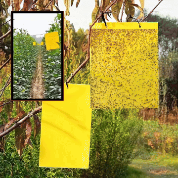 InsectCatcher™ - Σετ 60 κολλητικών παγίδων για ιπτάμενα έντομα