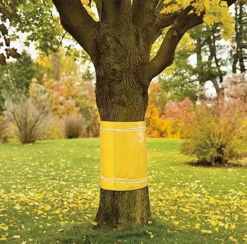 TreeGuard™ – Αυτοκόλλητη Ταινία Παγίδευσης Εντόμων για Δέντρα και Φυτά