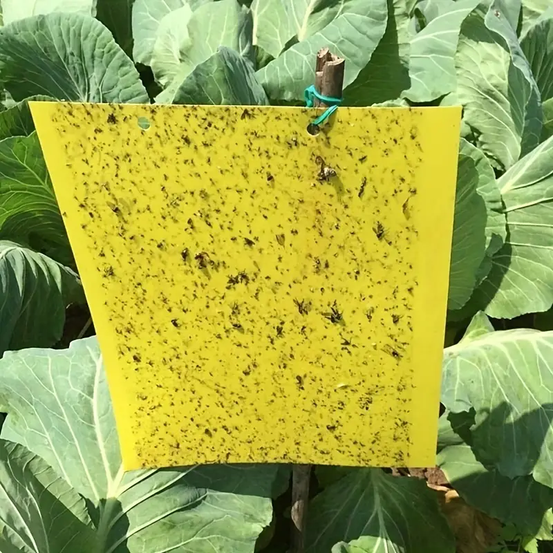 InsectCatcher™ - Σετ 60 κολλητικών παγίδων για ιπτάμενα έντομα